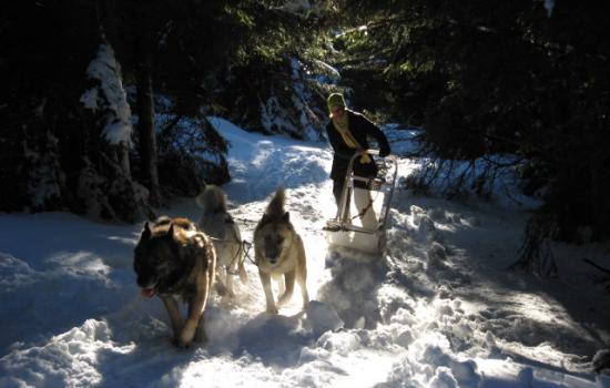 Passage en sous-bois en attelage à chiens