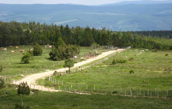Chemin du Mont lozère