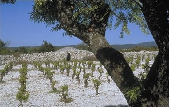 Authentic terroir of the Minervois Minervois vineyard