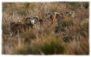 Mouflons sur le plateau du Caroux Le mouflon, emblêmatique du Caroux