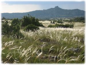 Ondulation des cheveux d'anges ... Parcours de découverte à travers le causse du Larzac