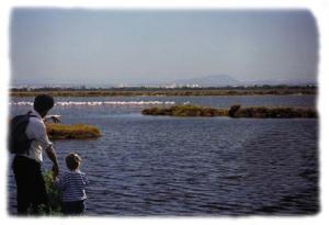 Les étangs, leur faune et leur flore